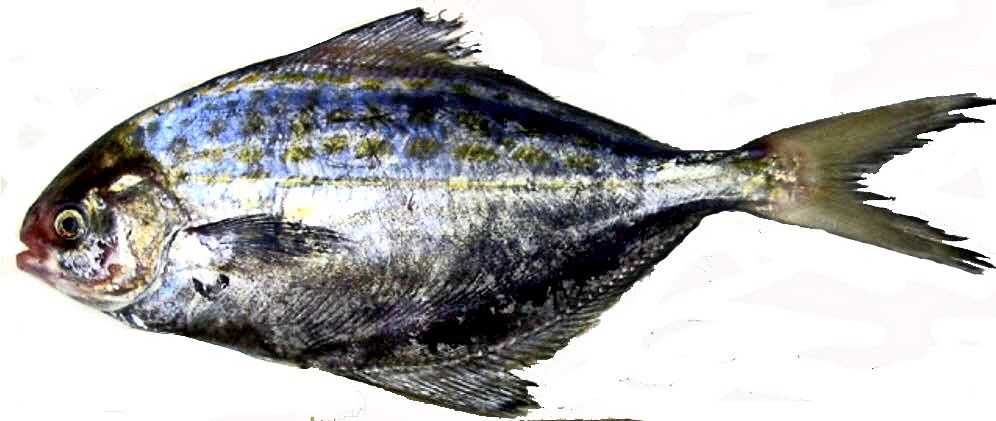 Stromateus fiatola_02.jpg